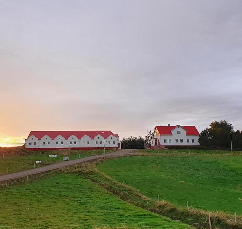 瑟伊藻克罗屈尔Helluland Guesthouse的一片田野上一排有红色屋顶的白色房屋