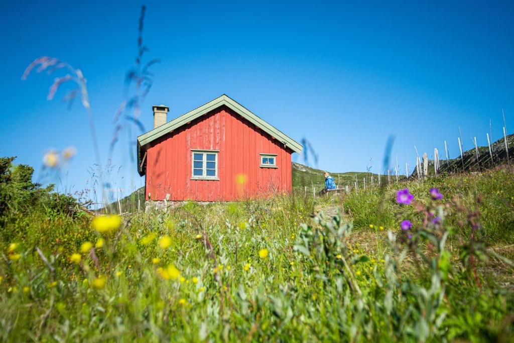 SkammesteinOlestølen的鲜花中的一个红色房子