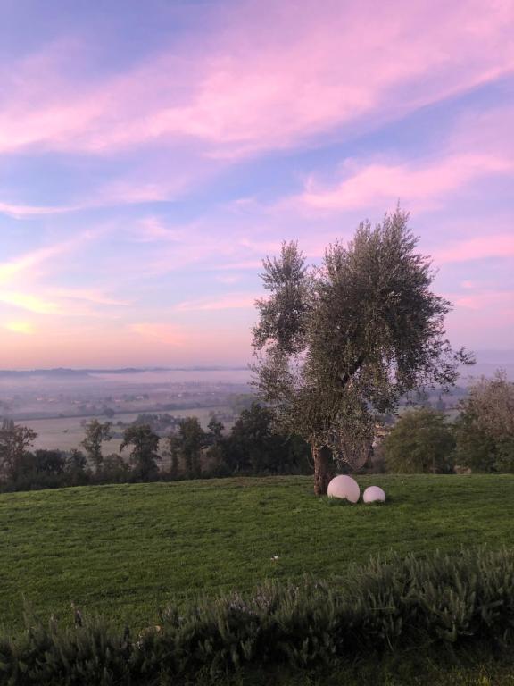 切雷托圭迪CASA AL VENTO的两只羊躺在树下的一个田野里