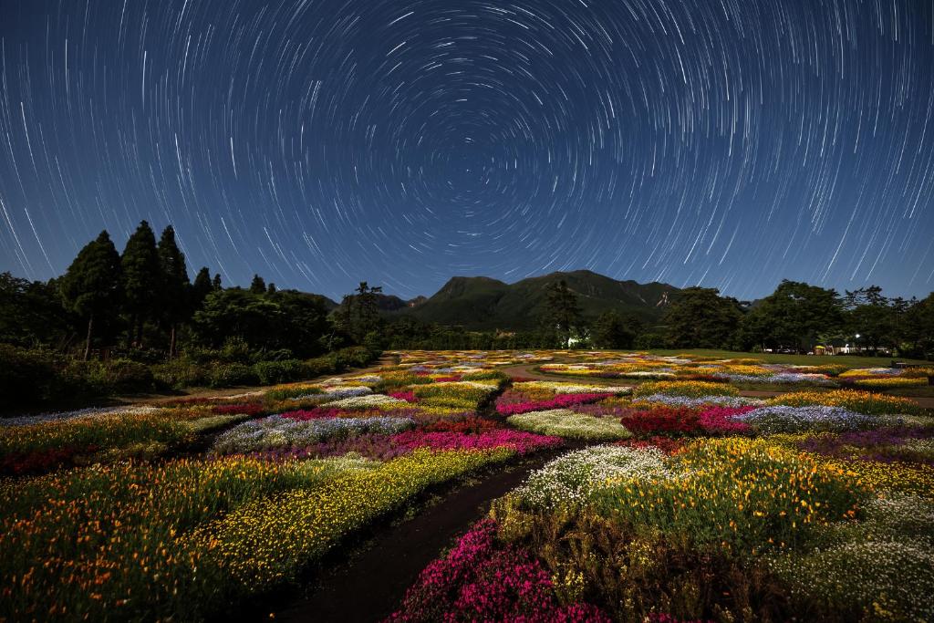 Kujuくじゅう花公園　キャンピングリゾート花と星的天空中星光小径的花田