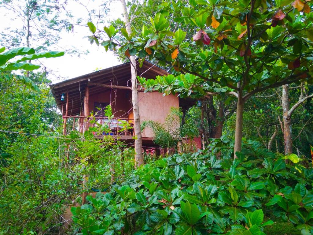 锡吉里亚Akash Treehouse的森林中的房子