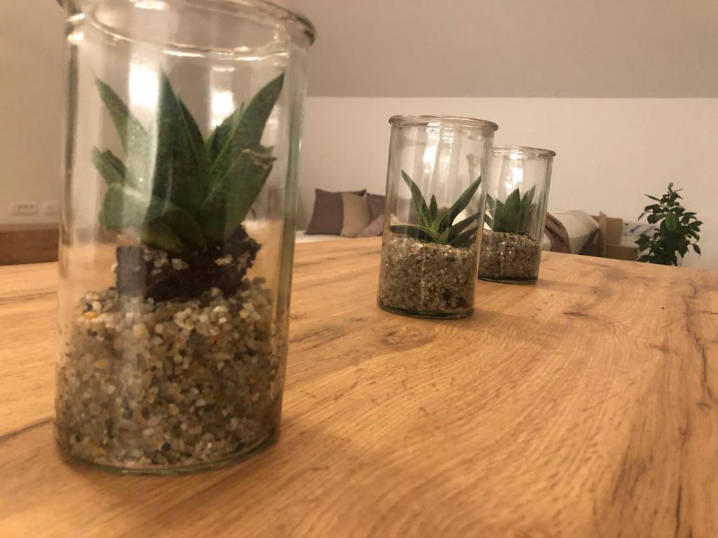 克拉尼Garden House的桌子上三个玻璃瓶,上面有植物