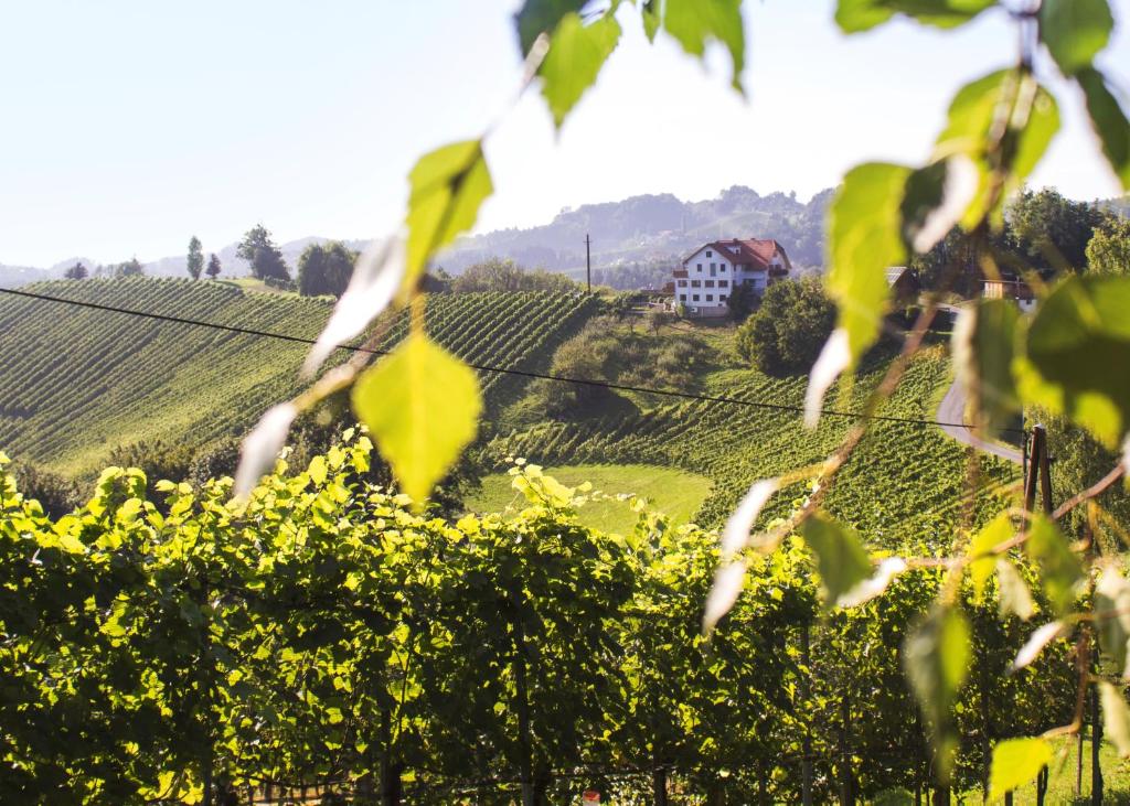 洛伊查赫Weingut Peter Grill的远处山丘上一座带房子的葡萄园