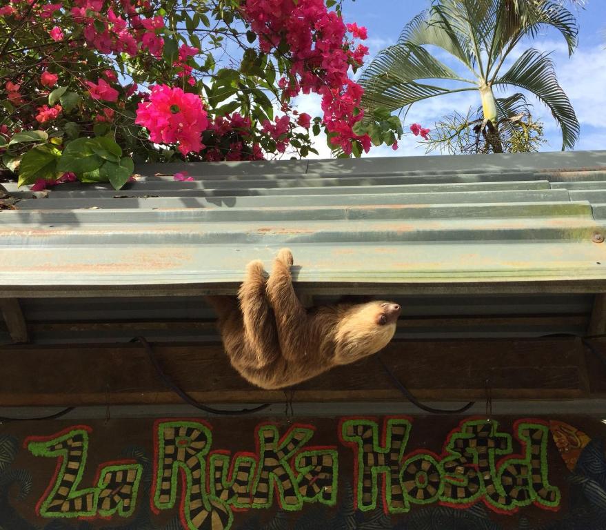 别霍港La Ruka Hostel的被捆绑的动物挂在建筑物的屋 ⁇ 上