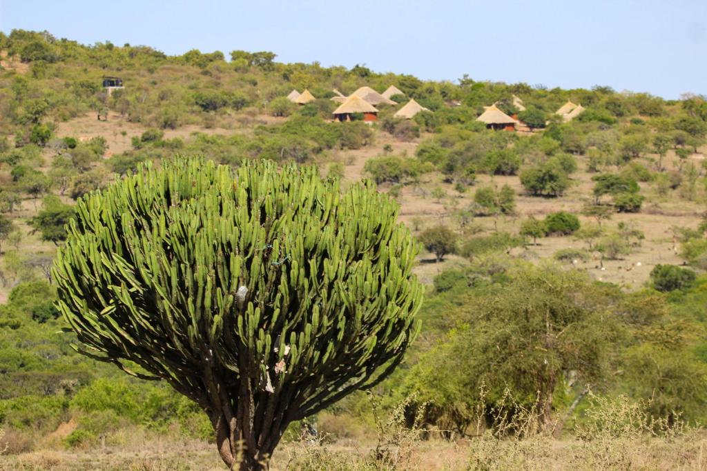 塞伦盖蒂Africa Safari Maasai Boma Camping的田间中有一棵树,有房子