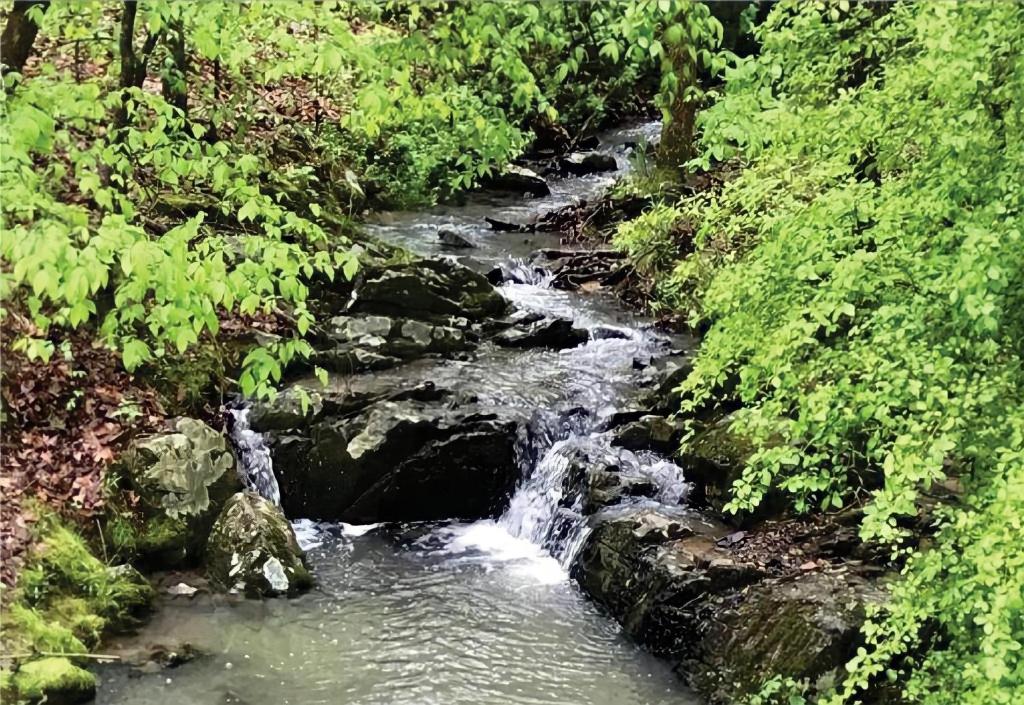 温泉城Secluded Home with Mini Waterfall and a Creek in Hot Springs的林中树木的溪流