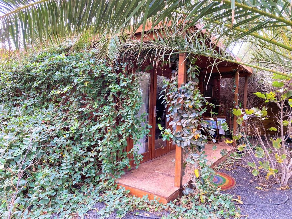 圣巴尔托洛梅CabanaLanz, Cabañas en Lanzarote的周围生长着一束植物的房子