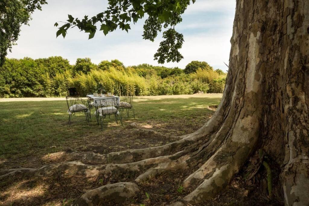 卡梅隆La Casa del Bosque Carmelo的田野上带椅子和桌子的树