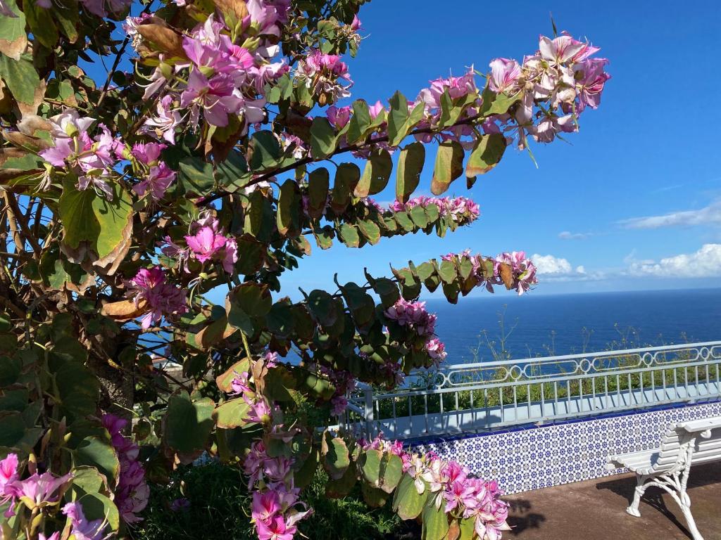 圣乌尔苏拉Sofia的种有粉红色花卉的树,享有海景