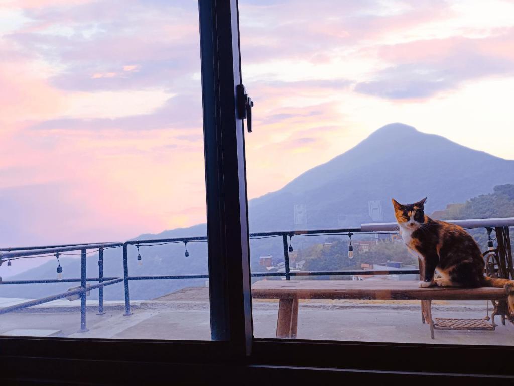 九份山茶雅舍2022的坐在长凳上的猫,看着窗外