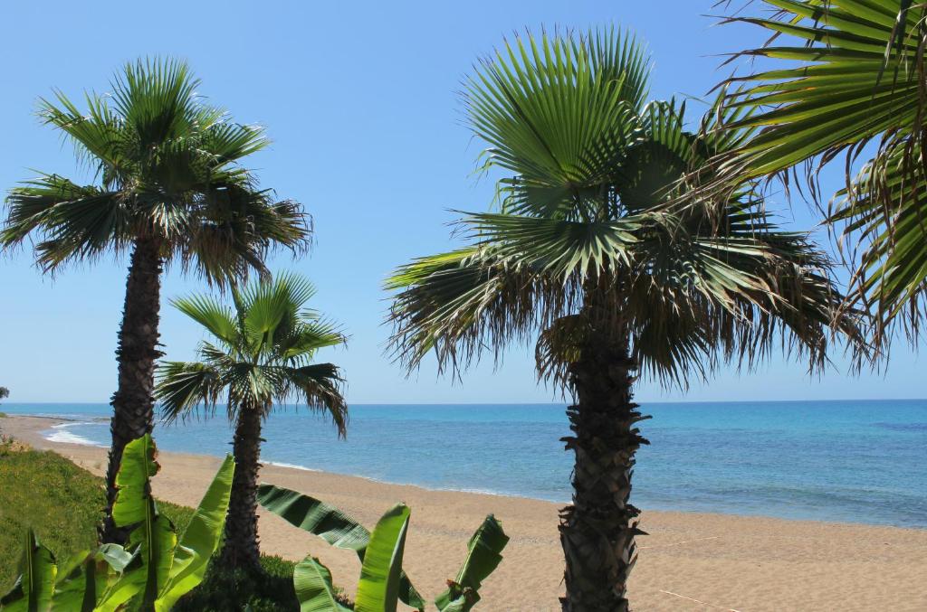 阿尔库季岛Ionion Beach Apartment Hotel & Spa的海边的三棵棕榈树