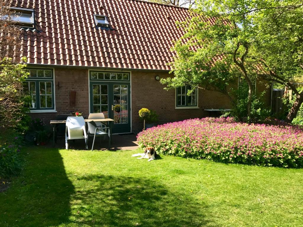 赫鲁特De Windroos | Atelier Aan Zee的坐在房子前面的草地上的狗