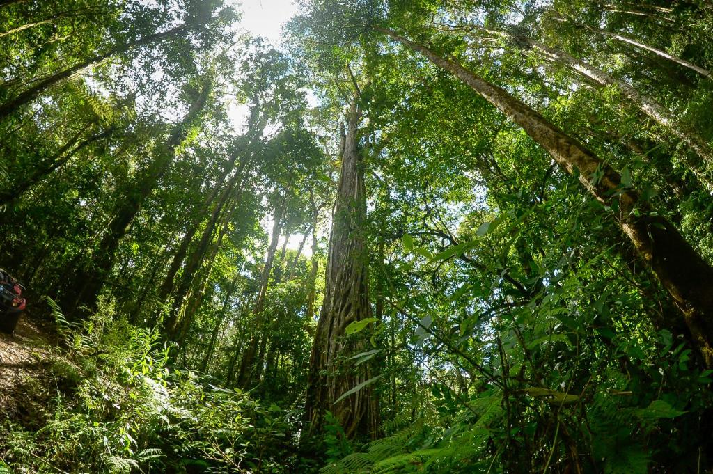 RivasTalamanca Nature Reserve的森林中间高大的树