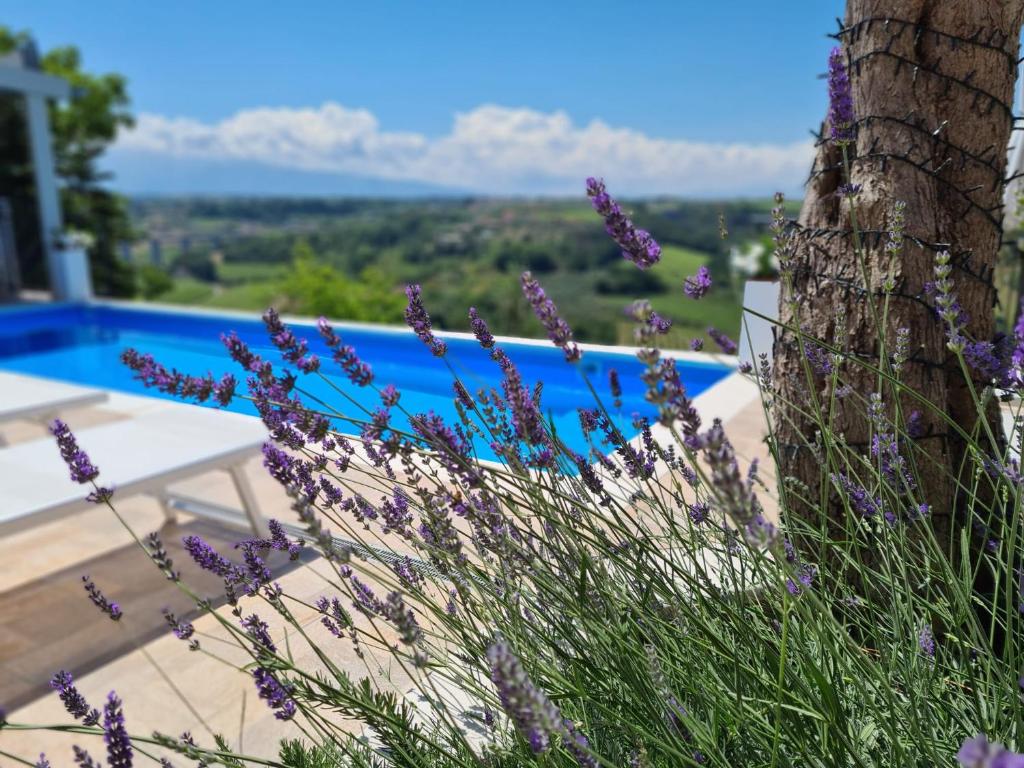 圣维托基耶蒂诺Il Nido B&B的游泳池旁一棵紫色花树