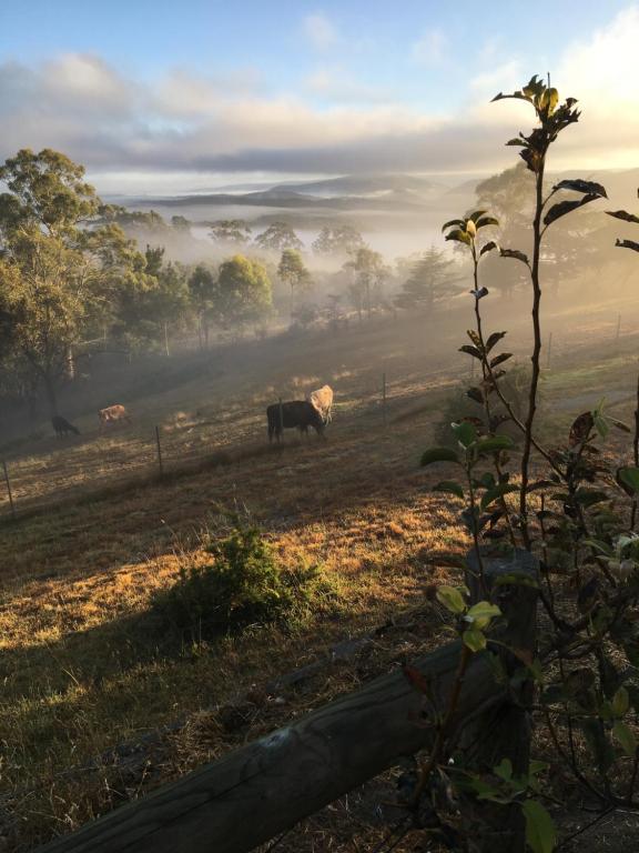 Rydal斯普林米德住宿加早餐旅馆的草场上的牛在水雾中放牧