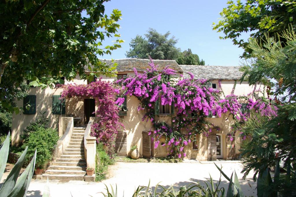 Sorbo-OcagnanoDomaine de Valle的前面有紫色花的房屋