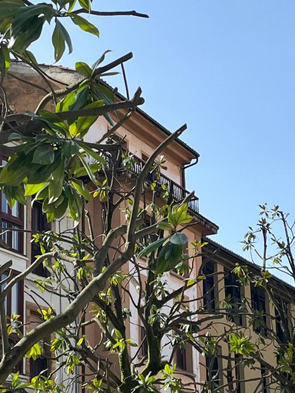 奥维多Apartamento Wamba - La Catedral的前面有棵树的建筑