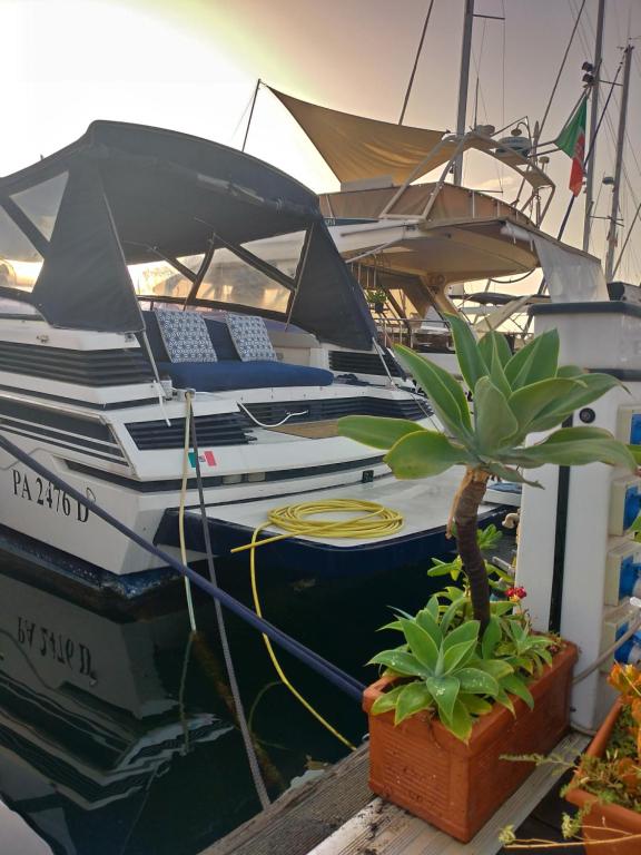 巴勒莫Desirè charming house boat的一群船在码头上与植物交汇