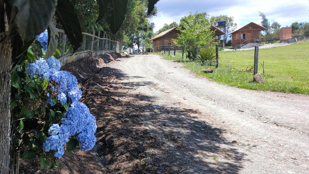 乌鲁比西Chales Manaca da Serra的一条在栅栏上布满蓝色花的土路