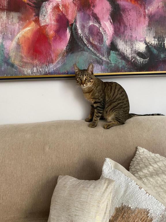 贝洛奥里藏特Bilingual Home的坐在沙发后面的猫