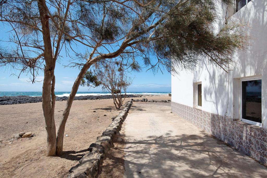 科蒂略El Cotillo Mar Sea View的海滩上白色建筑旁边的一棵树