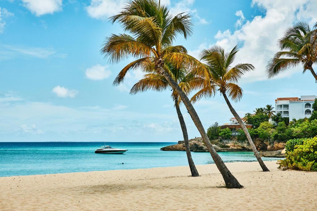 Meads BayMalliouhana Resort Anguilla的两棵棕榈树,在海滩上,在水中划船
