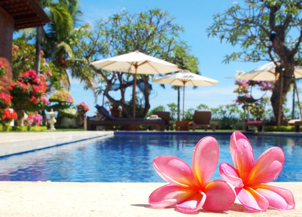 罗威那素馨兰花海滩酒店的两朵粉红色的花,坐在游泳池附近的沙滩上