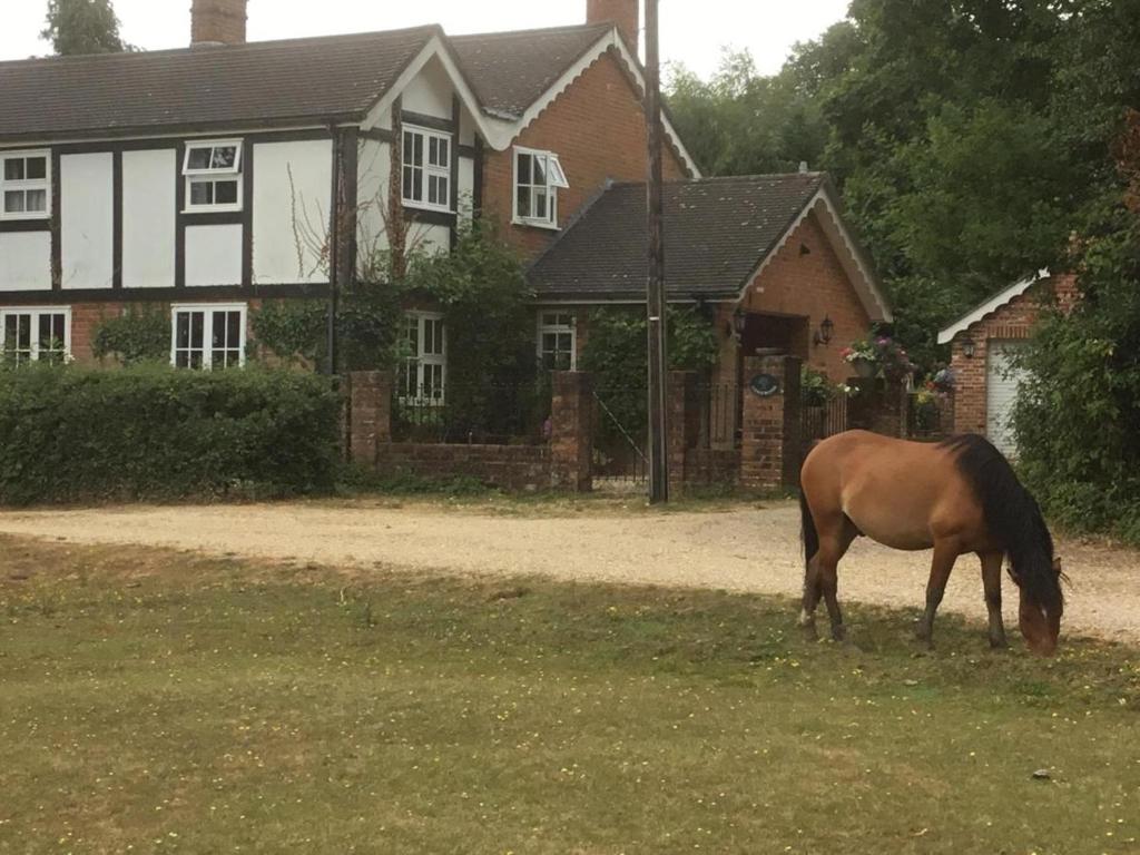 BartleyLongwood Forest Apartment的牧场前的草上放牧的马