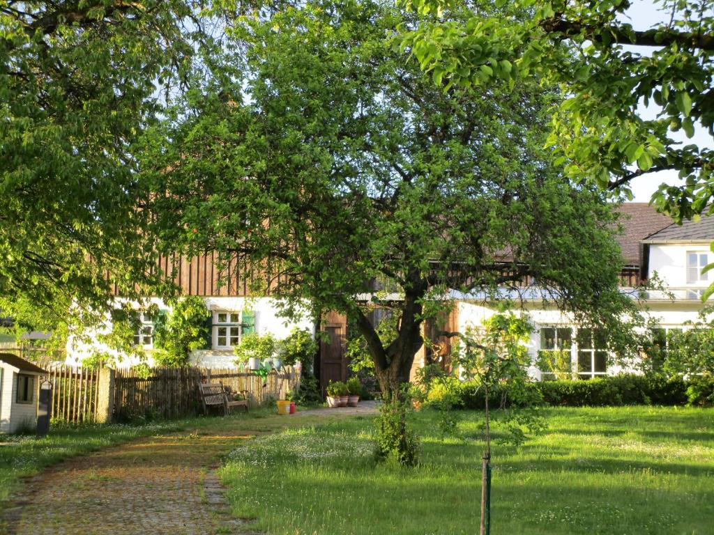 HelmbrechtsAustragshaus Almbranz的房子院子中的一棵树