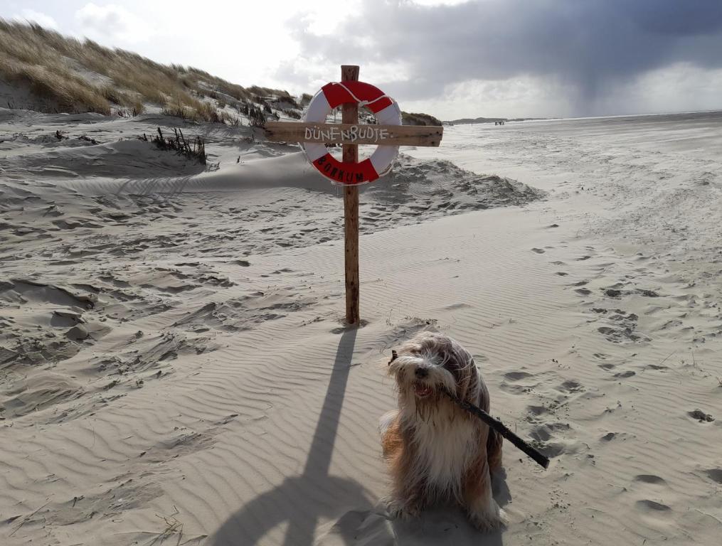 博尔库姆Fischerbalje的海滩上的狗,嘴里拿着棍子
