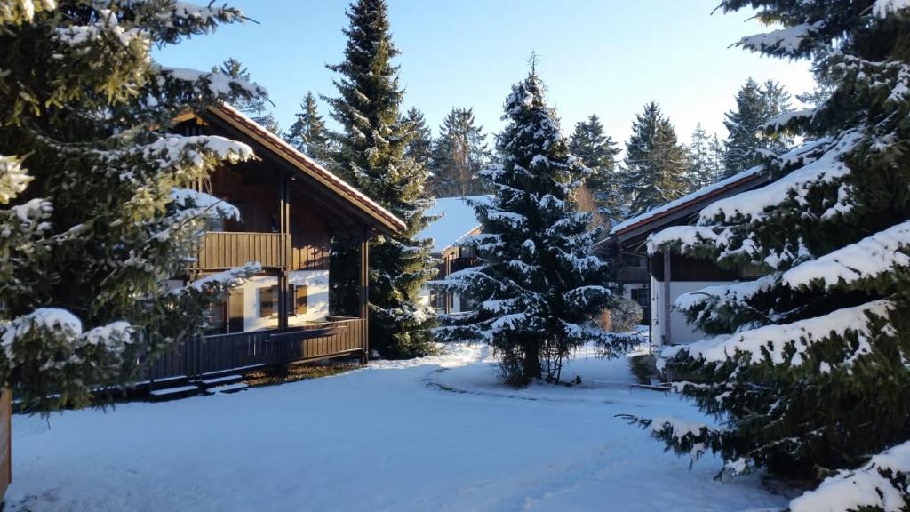 雷根Ferienhaus im Waldferiendorf Regen的雪中树林中的小屋