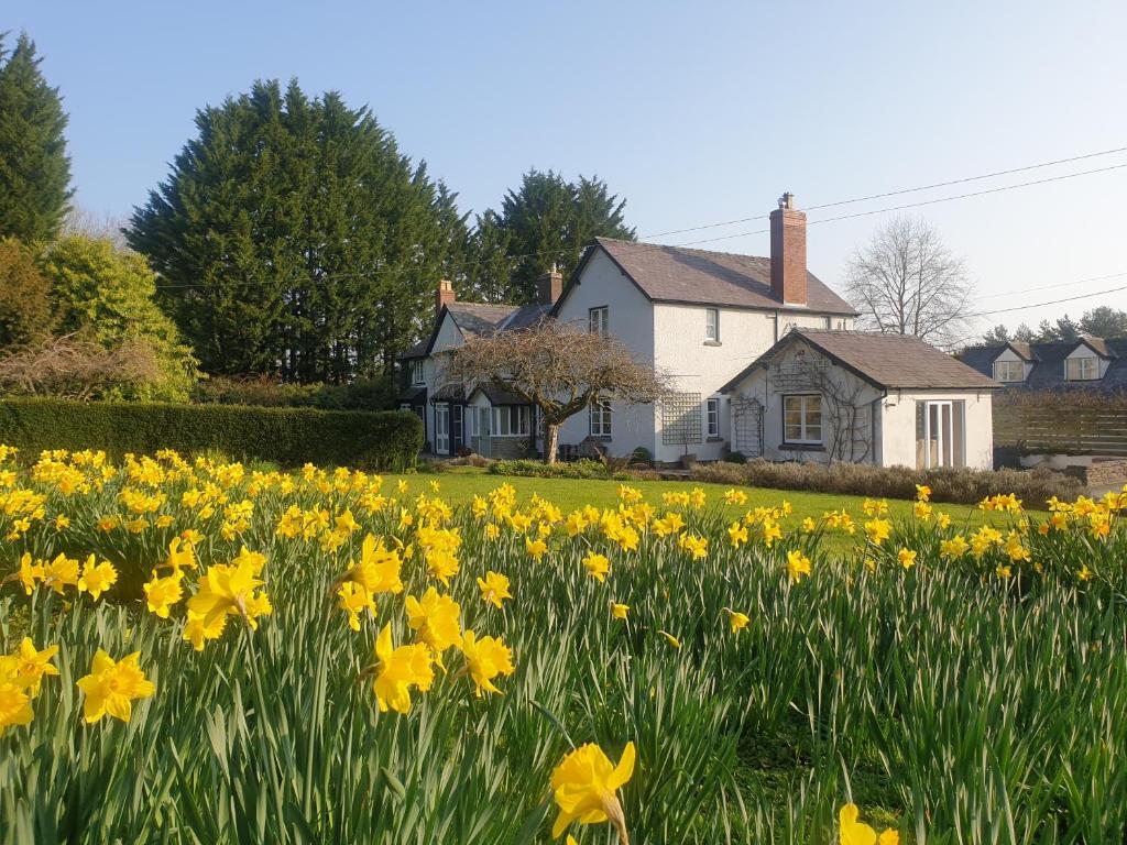 LeintwardineLower House B&B Adforton的水仙花在房子前面的田野