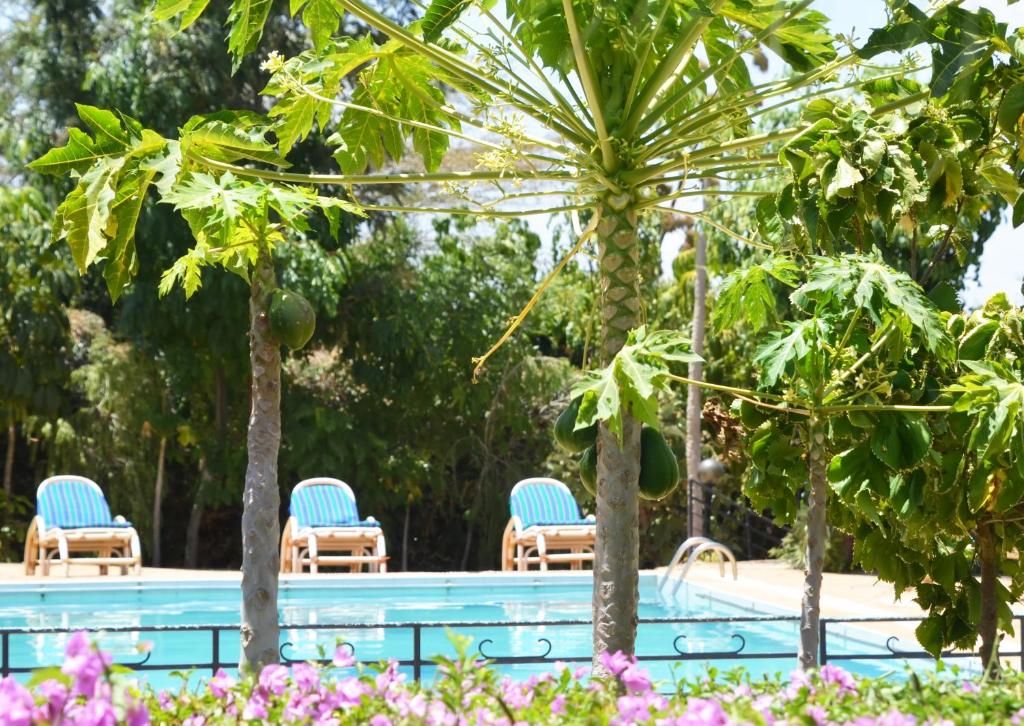 SalamaACK Resort Salama的一个带两把椅子的游泳池,棕榈树