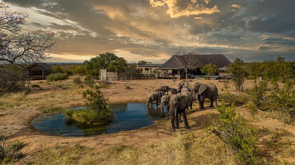 巴卢莱自然保护区Imagine Africa Luxury Tented Camp的一群大象站在水坑周围