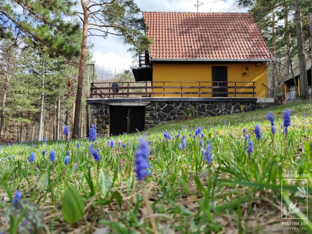 迪瓦伊巴雷Planinska kuća Čudesni bor的前面有蓝色花的黄色房子