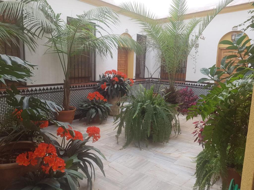 科尔多瓦Casa Típica Cordobesa的充满植物和花卉的房间