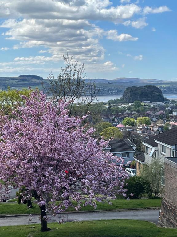 邓巴顿Dumbarton With A View的城市里一棵花粉色的树