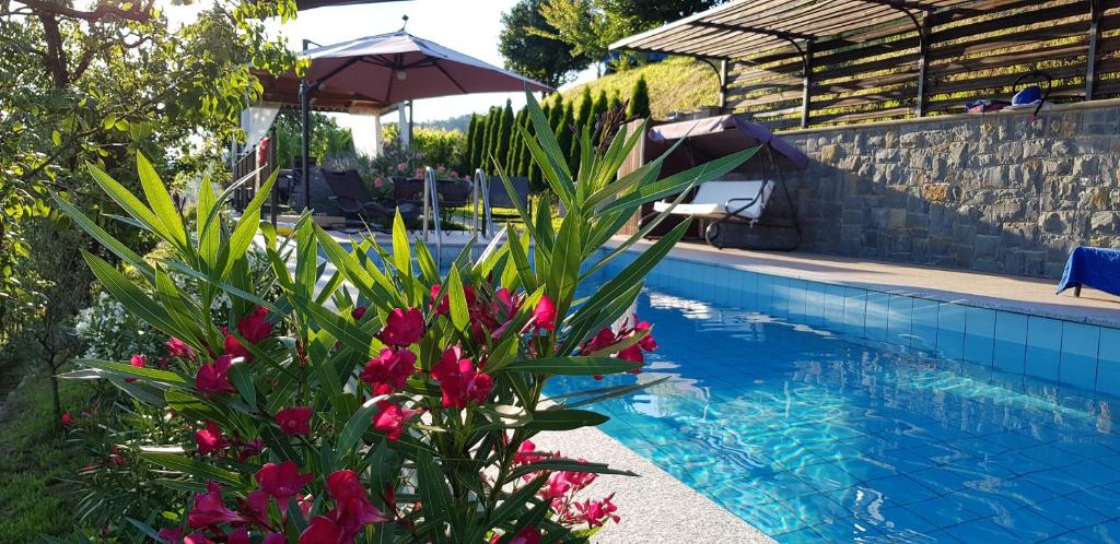KojskoValentina Guest House at Pintar Wine Estate的一座种植了鲜花的游泳池,一座遮阳伞