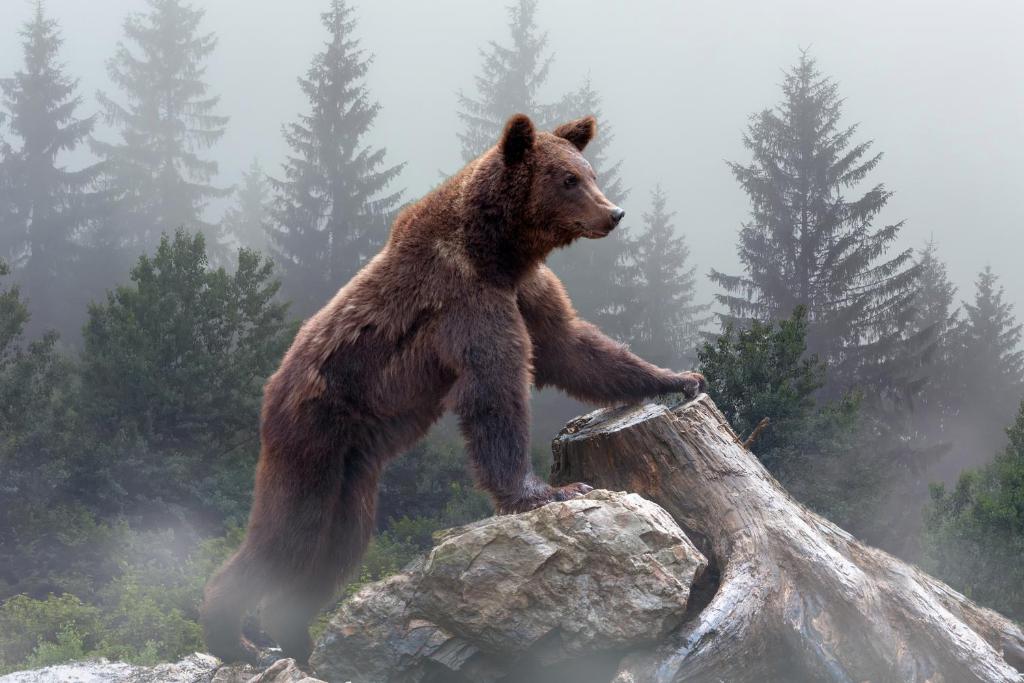 大熊湖OMEO Suites Big Bear的站在森林岩石上的熊