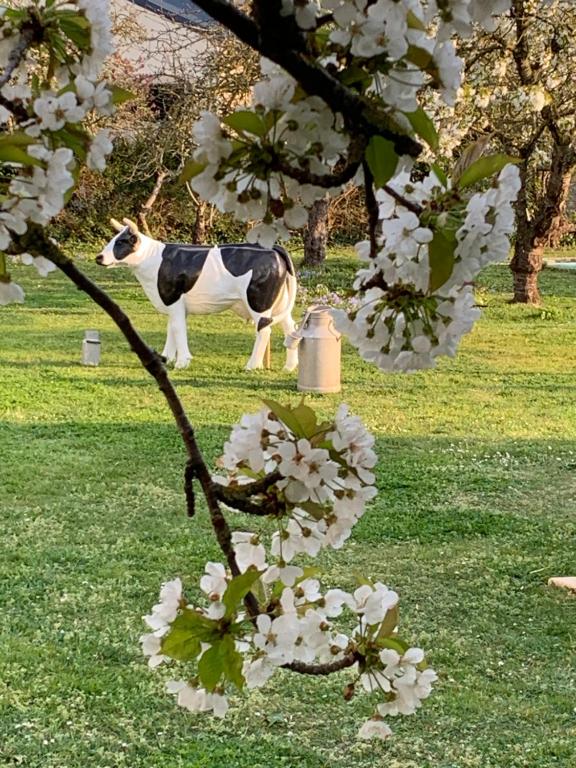 滨海迪沃VILLA CATHY Chambres d hôtes的站在田野上,有白色花的牛雕像