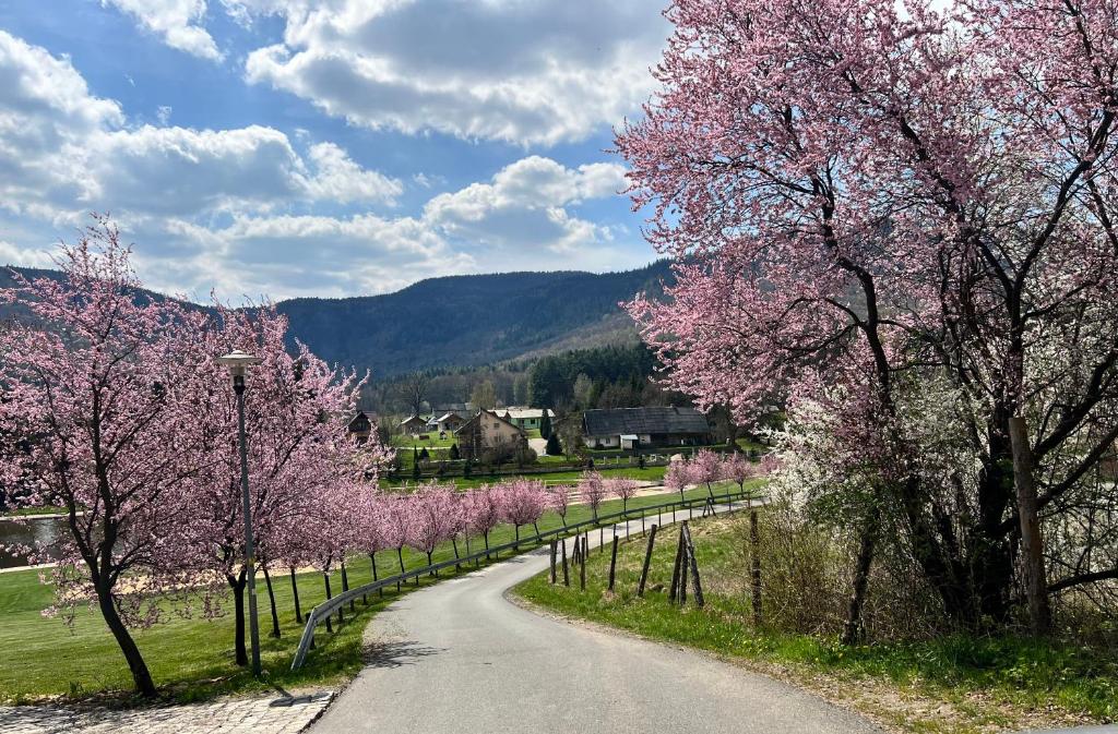 拉德库夫Stolove Chatki Radków的一条有粉红色树木和围栏的道路