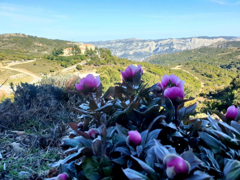 Urzulei葛洛普酒店的山丘上以山为背景的粉红色花丛