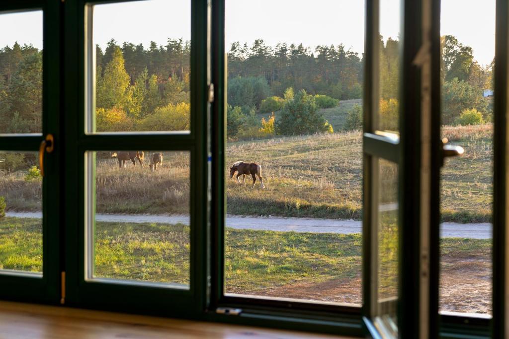 PosejneleAgroturystyka OLZOJA的草地上马的窗户