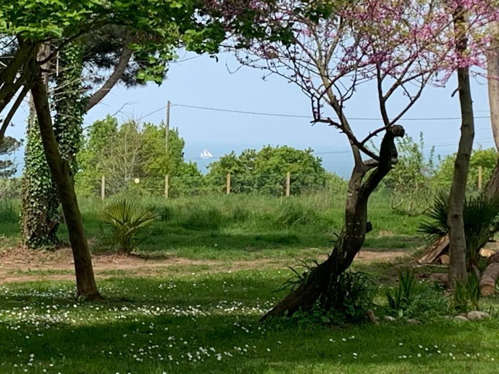 康卡勒Ty gwenn的鸟坐在树顶上