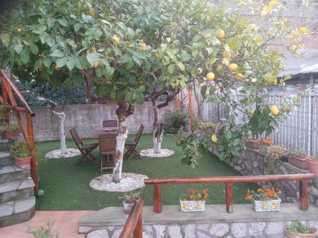卡普里LA Giulia的花园内种着橘子树,下方摆放着椅子