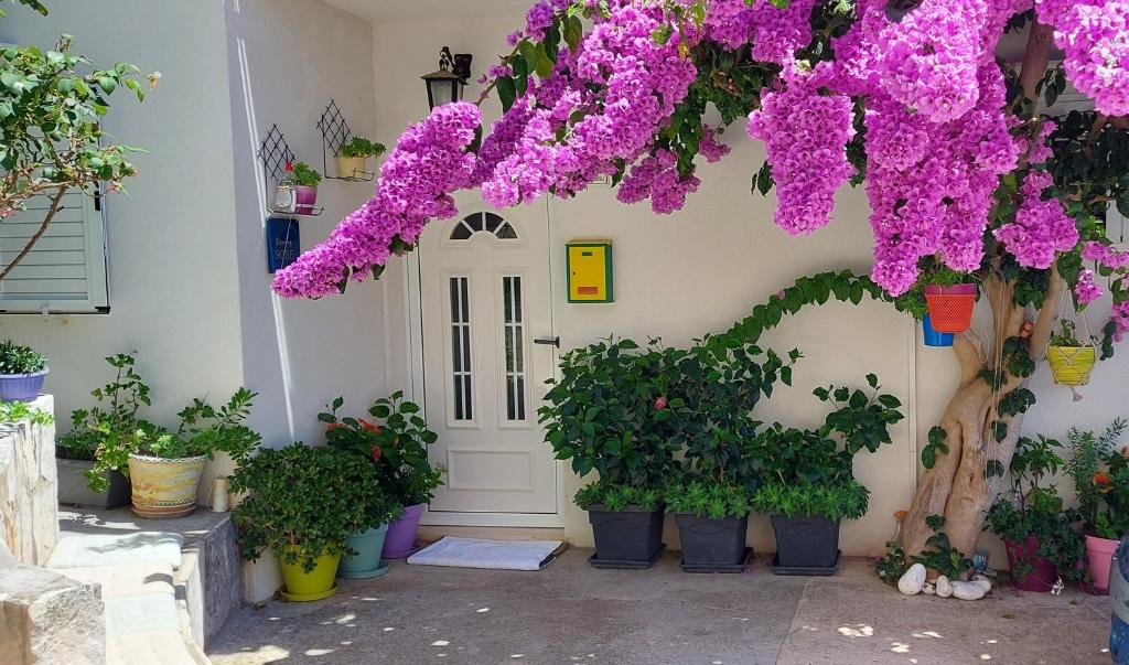 赫瓦尔Guest House Mediterranean的门前一束盆栽植物