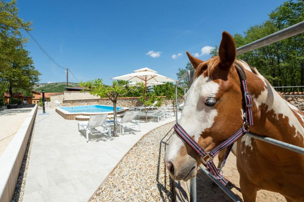 VrlikaHoliday home with swimming pool, donkeys and horses的一只棕色和白色的马站在围栏旁边