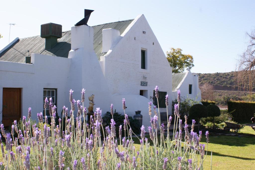 奥茨胡恩Oue Werf Country House的白色房子前面有紫色的花