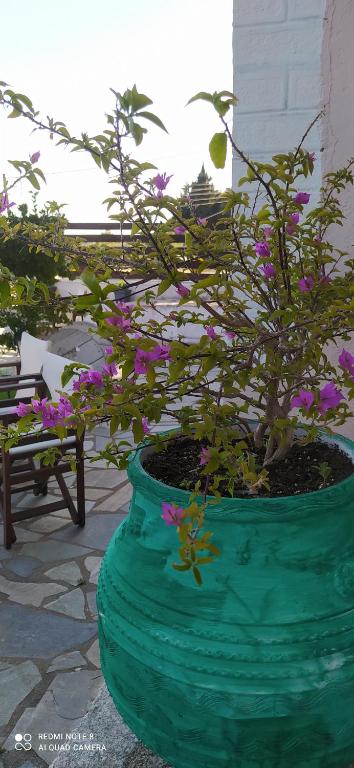 帕莱欧卡斯提撒spyridoula studio的绿盆,花紫色