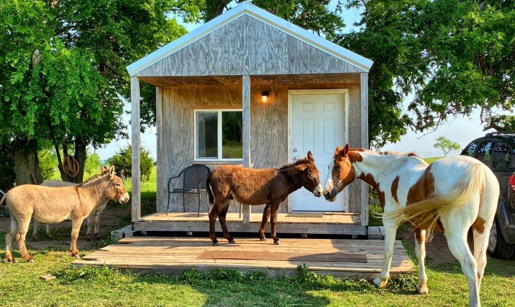 Medicine ParkTiny Cabin at the DonkeyRanch的三匹马站在一个小房子前面